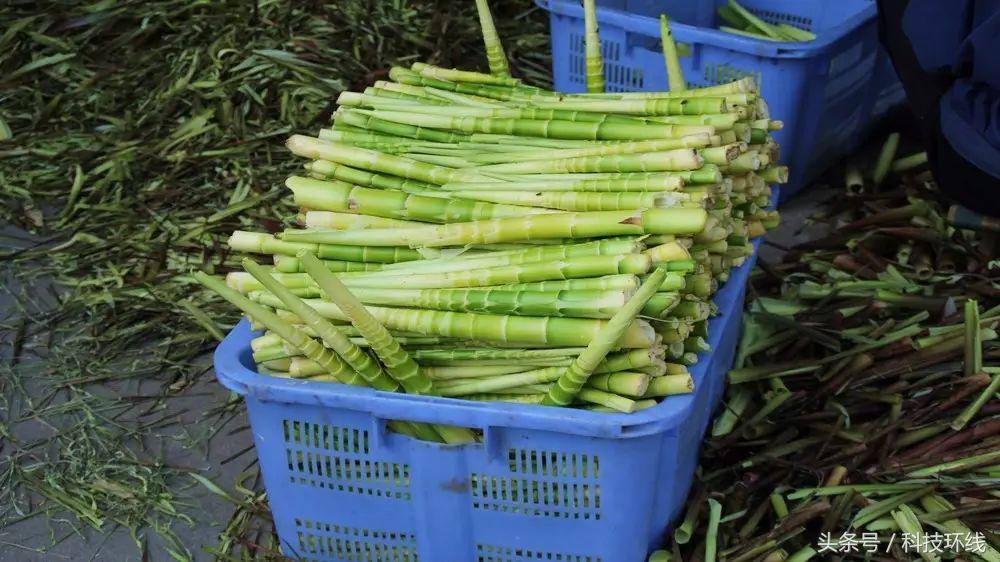 刘铭‖家乡有座山叫下角砠