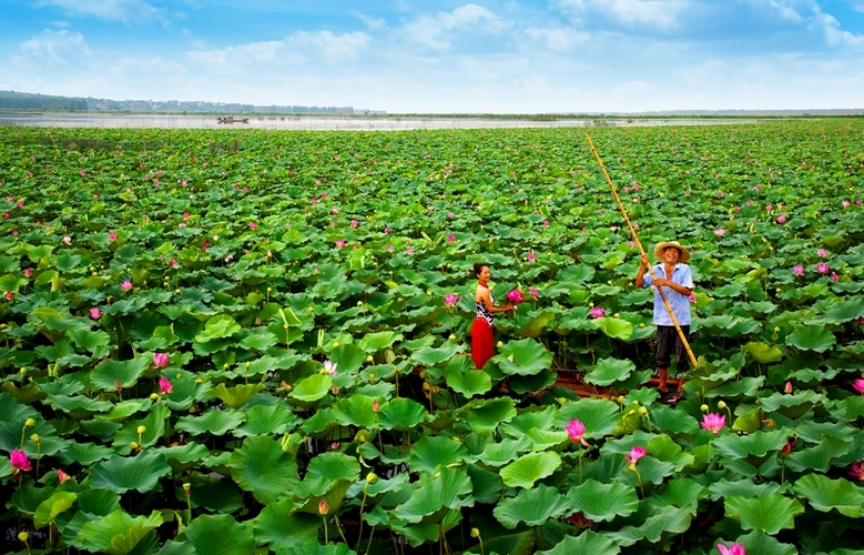 七夕赏荷去！微山湖红荷节将于8月16号开幕