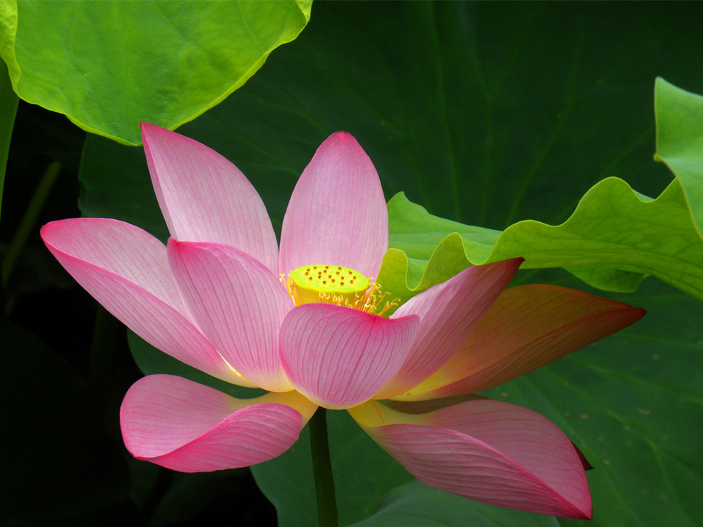 七夕赏荷去！微山湖红荷节将于8月16号开幕