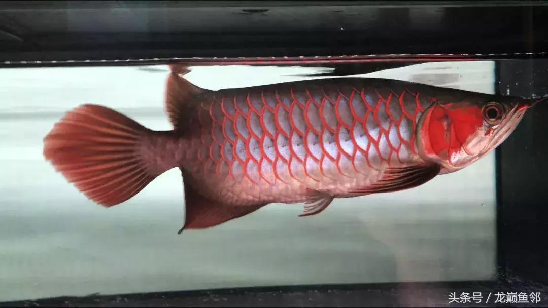 龙鱼太小了不吃食怎么办,龙鱼一直不吃怎么办