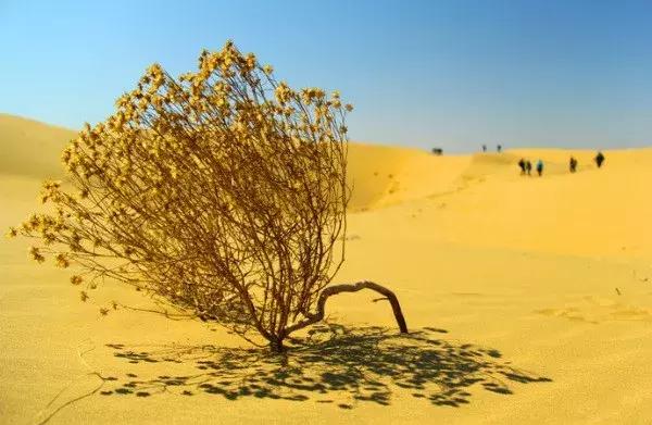 蚂蚁沙漠种树,蚂蚁森林沙漠种树航拍