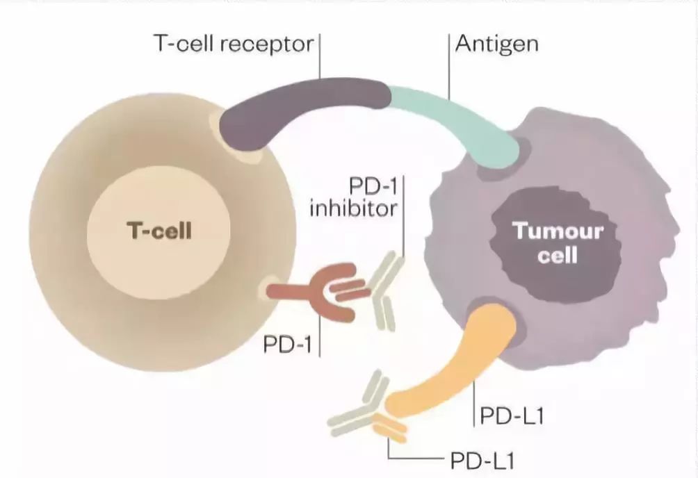 “抗癌神药”PD-1即将开售啦，一文看懂PD-1*制剂抑**到底是什么？