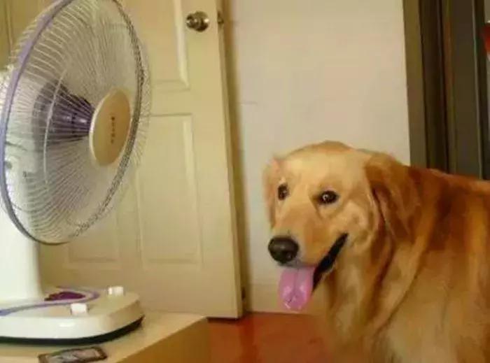 主人送狗狗去寄养,夏天怎样预防宠物狗中暑