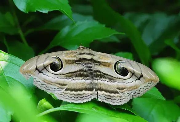柑橘潜叶蛾吡虫啉,柑橘吸果夜蛾怎么防治