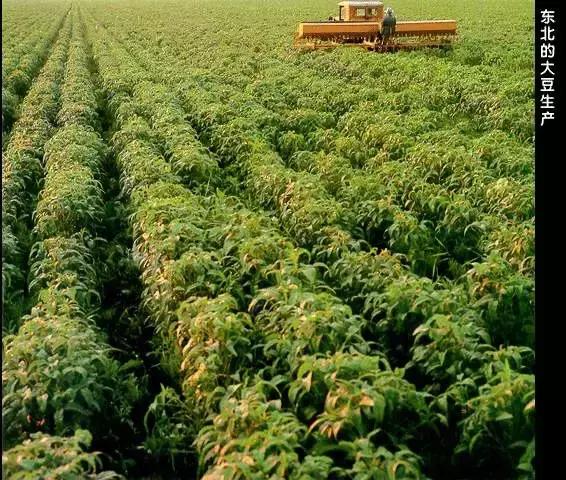 常见农作物种植常识,全国各省种植最广的农作物分布图