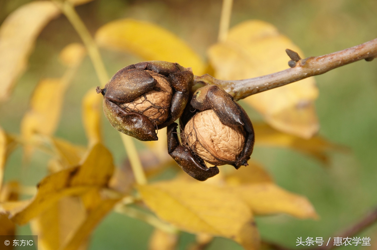 核桃病虫害防治新技术是什么,核桃病虫害防治知识