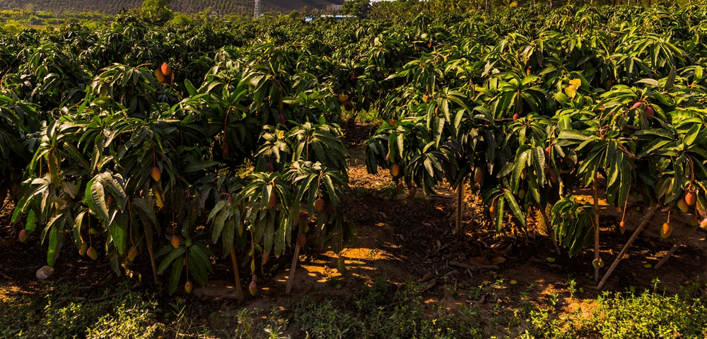 芒果之乡歌曲,芒果之乡的芒果品种