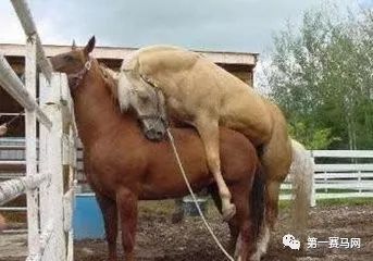 七夕到了单身狗有话要说,七夕快到了单身狗心底的呼唤