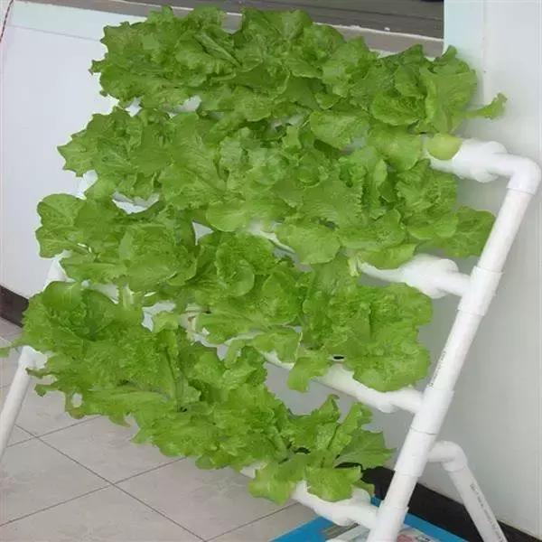 封闭小阳台种菜新手入门教程,家里小阳台种菜怎么种