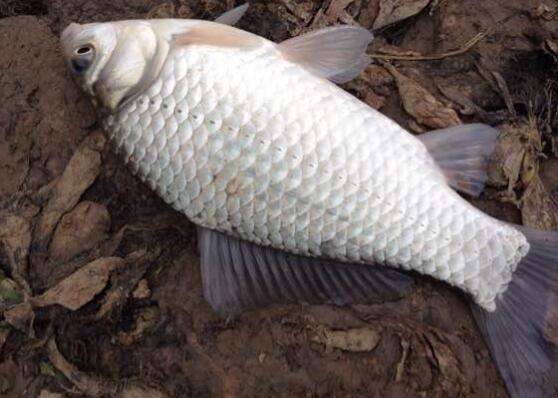 钓回来的鱼杀了但鱼眼反白能吃吗,野生鲫鱼有几片鳞片发黑能吃吗