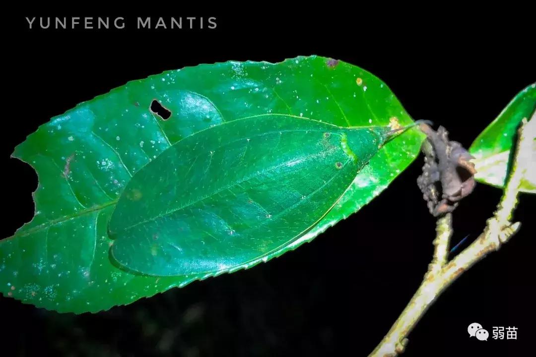 西双版纳四日博物之旅，都有哪些新发现