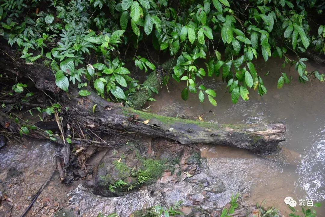 西双版纳四日博物之旅，都有哪些新发现