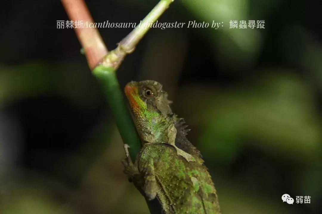 西双版纳四日博物之旅，都有哪些新发现