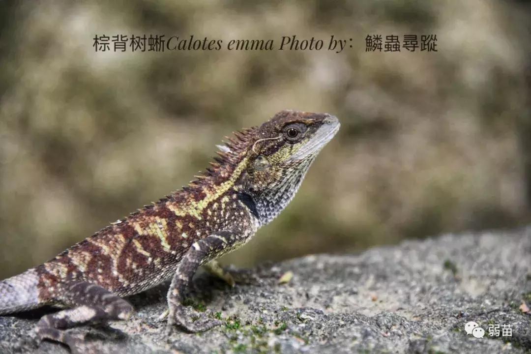 西双版纳四日博物之旅，都有哪些新发现