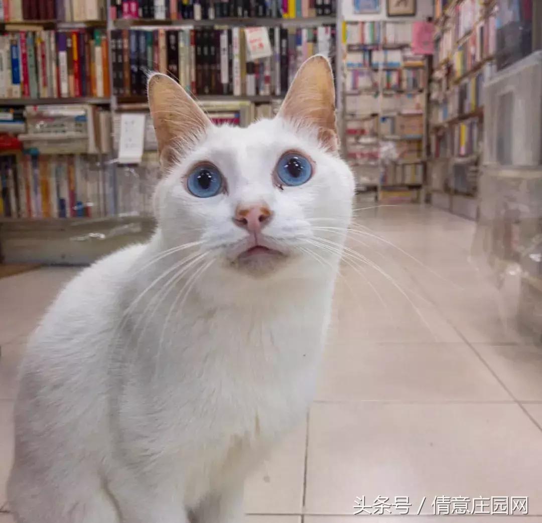 这是一家被喵星人占领的书店