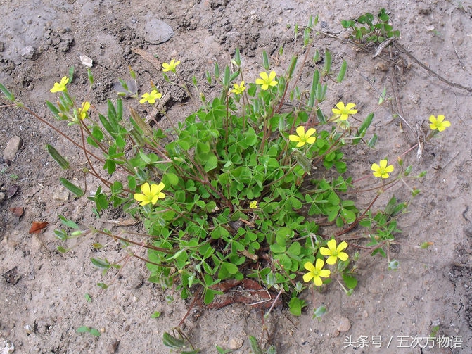 农村酸酸草的作用,酸味草什么作用呢