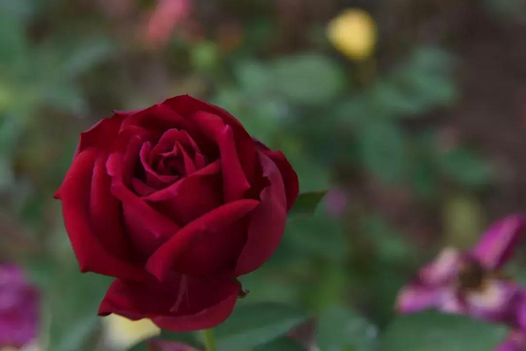 七夕将至，黄姚花海正值赏花期，相约一场简单爱！