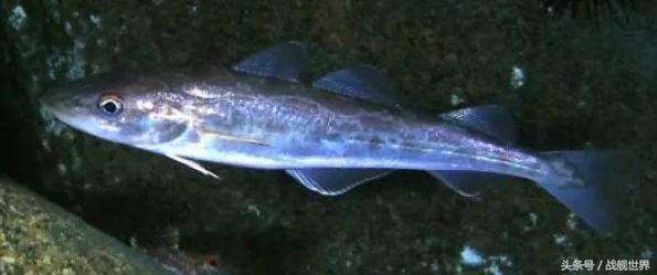 脑洞大开！“乌贼”“海豚”都齐活？看苏俄潜艇的“真名解放”！