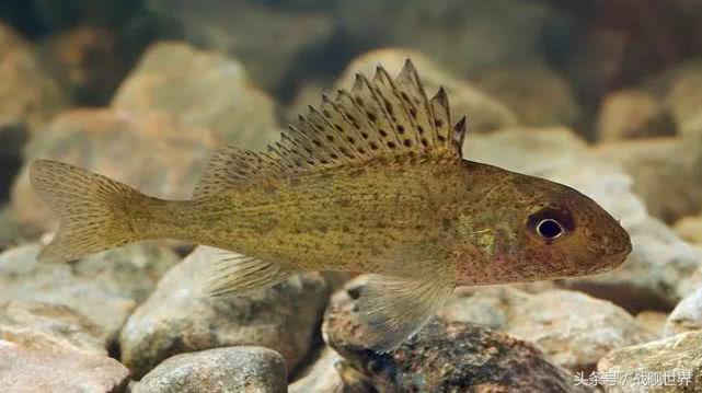 脑洞大开！“乌贼”“海豚”都齐活？看苏俄潜艇的“真名解放”！