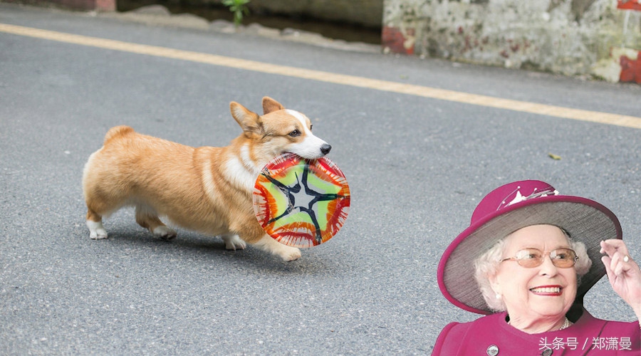 疫苗之后，毒狗黑手伸向何方？