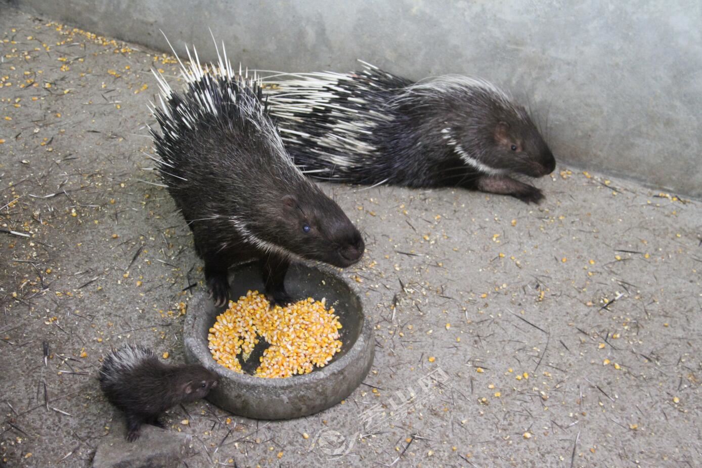 念好特色产业经奏响乡村富民曲,返乡创业致富养豪猪