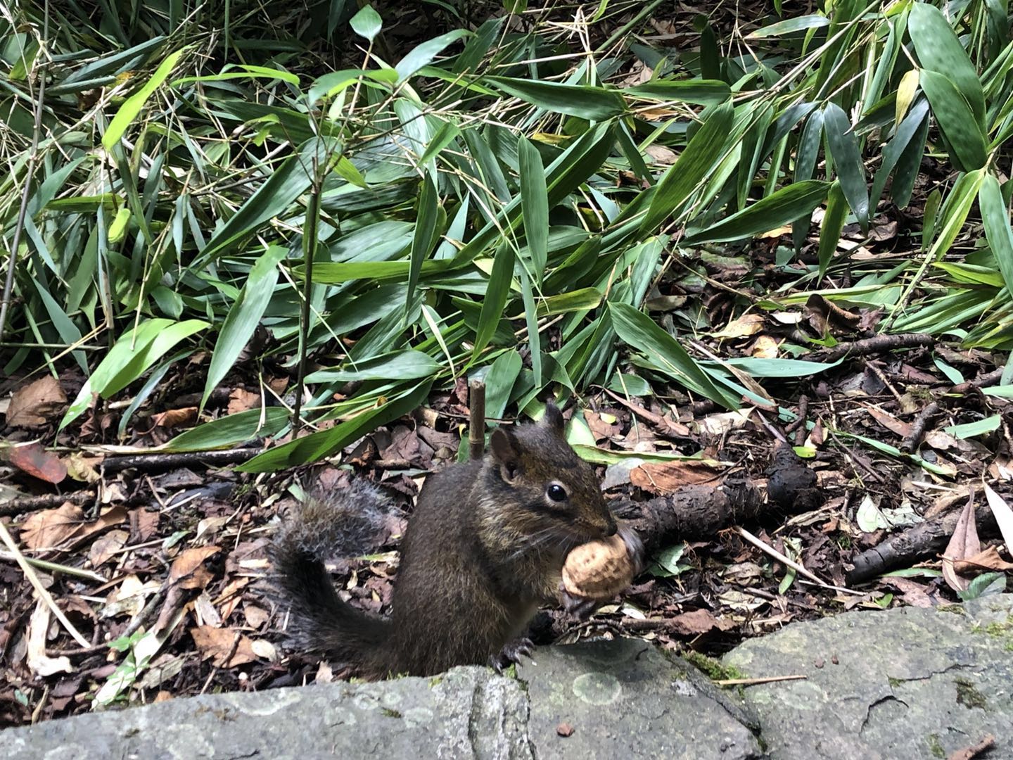 金佛山西坡两日游攻略,金佛山夏季两日游