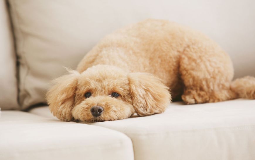 十大名犬哈士奇,全球公认十大最可爱的宠物狗