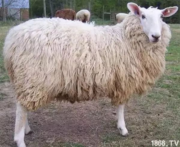 世界最好的羊种排名,世界上最好的羊是哪个羊