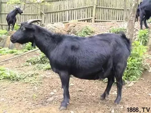 世界最好的羊种排名,世界上最好的羊是哪个羊