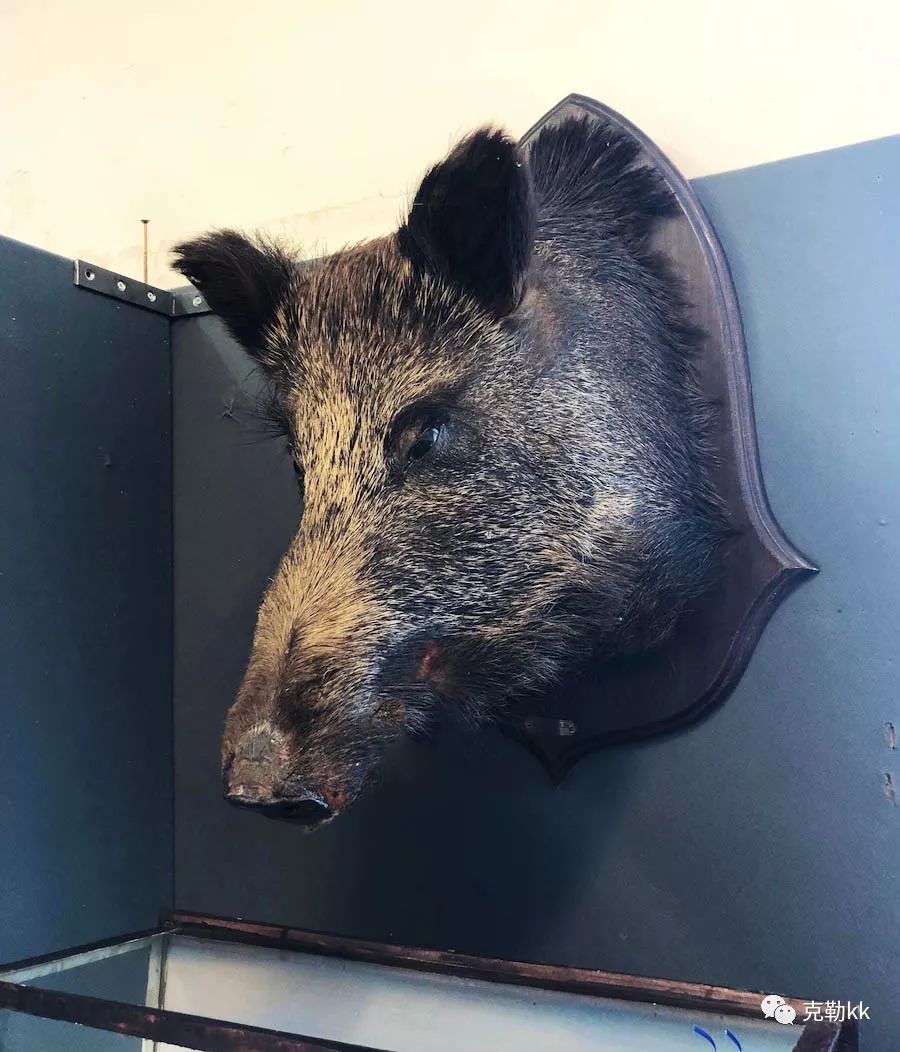 喜欢买旧的东西 (有些东西喜欢买旧的)