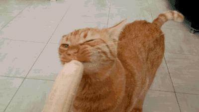 猫咪零食大全推荐,猫咪最喜欢吃什么零食