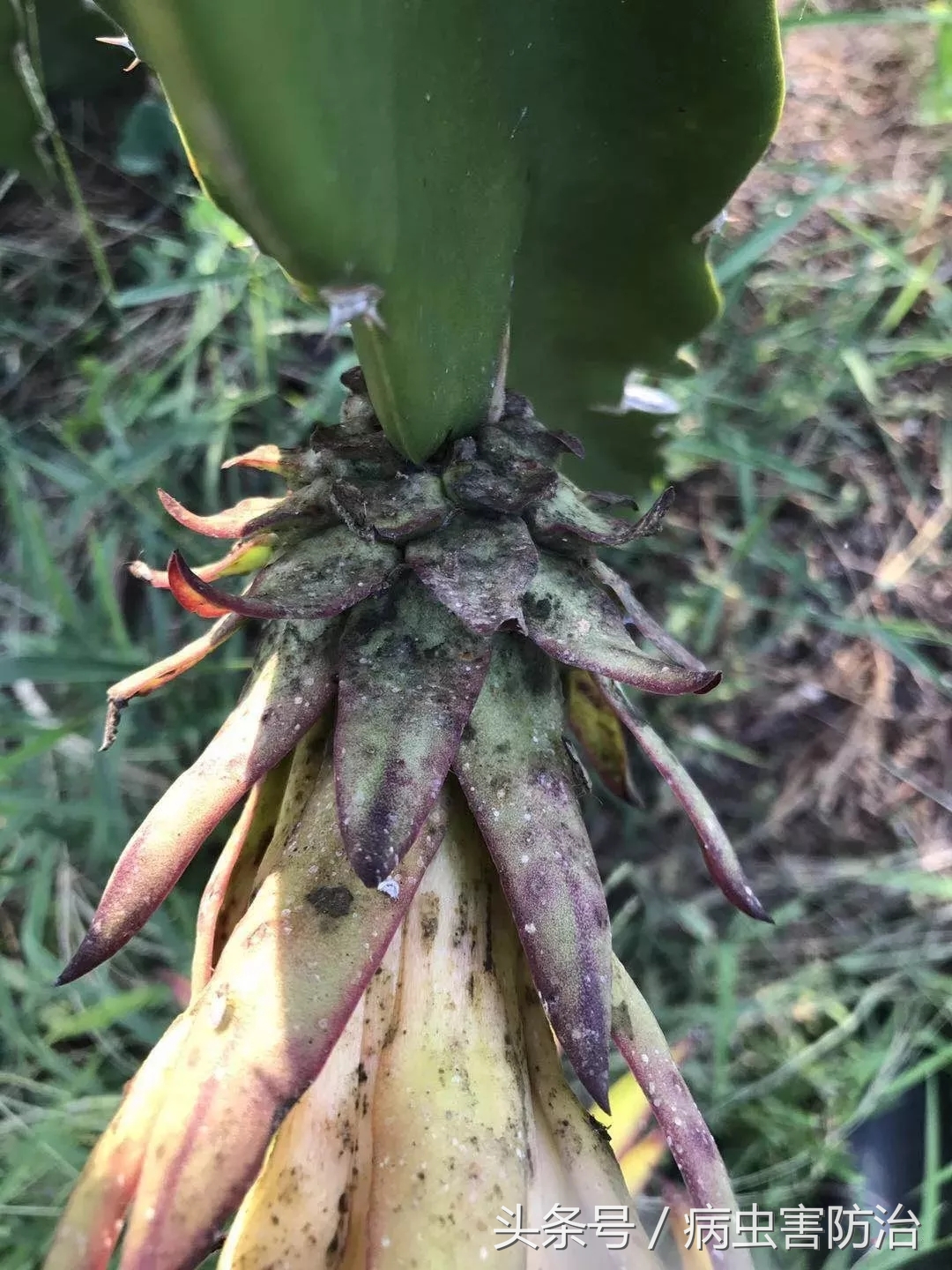 火龙果煤烟病用什么药防治,火龙果煤烟病是什么引起的