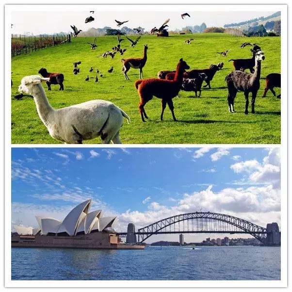 为何大家都讲澳洲钙好,澳洲保健品必买的20样