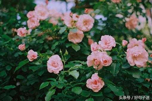 七夕情人节的心情短句,关于七夕的句子感动人