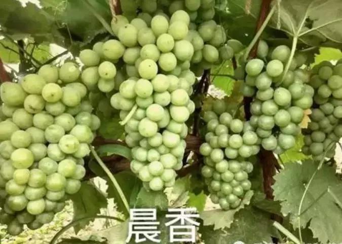 好种又好卖的15个葡萄品种,好种的葡萄苗