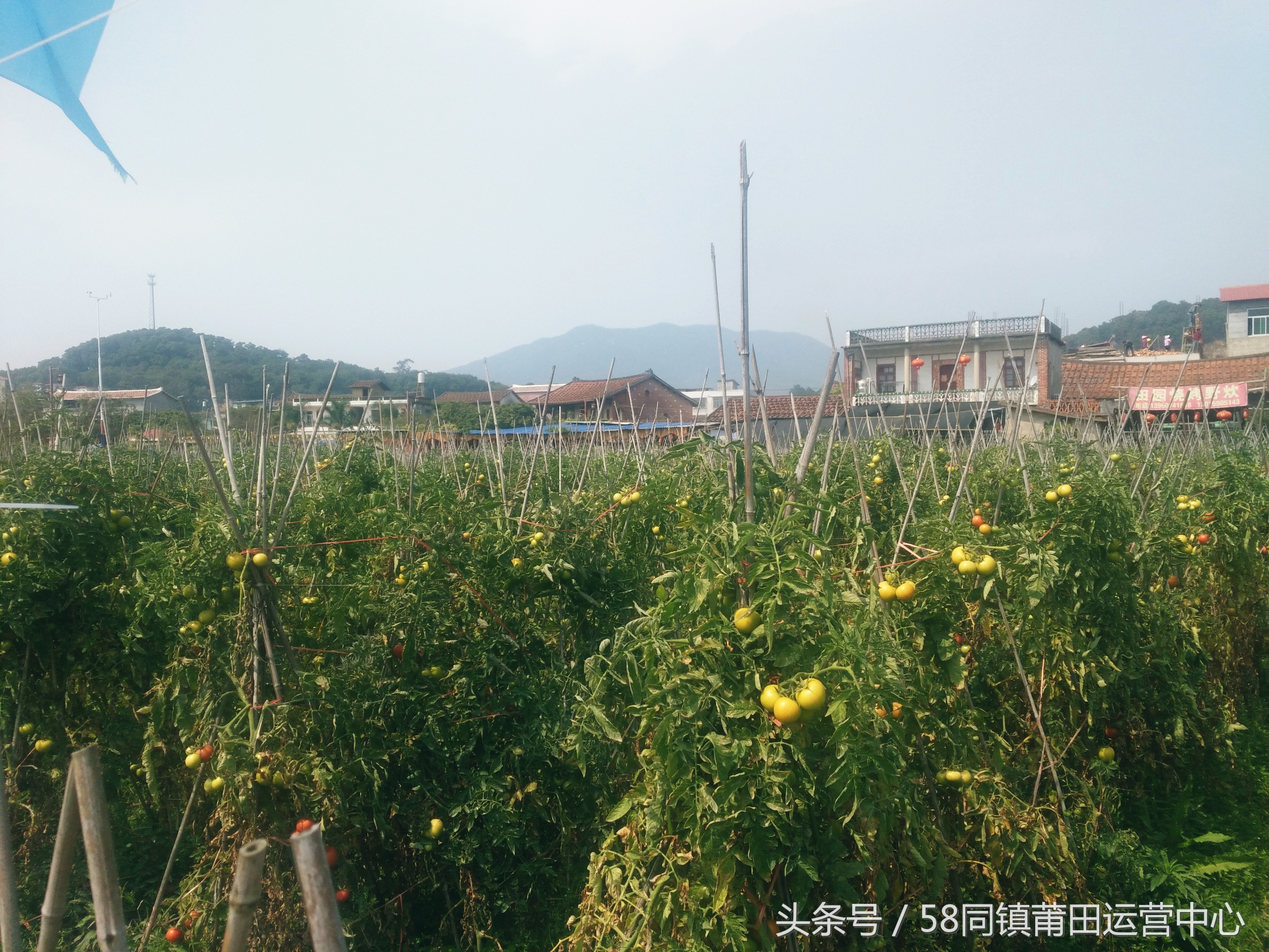 莆田西天尾镇地图,莆田市荔城区西天尾镇