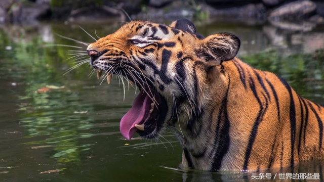 老虎狮子大象鳄鱼犀牛谁最厉害,鳄鱼和老虎同体型谁厉害