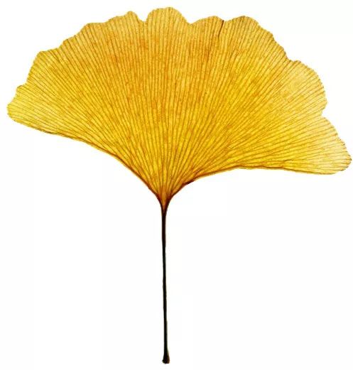 「中科馆大讲堂」探秘肯尼亚——非洲动物迁徙