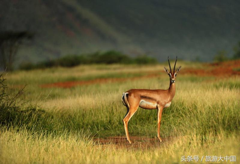 非洲猪瘟竟源于“地球伤疤”大裂谷：这儿一夫多妻，可怕少女割礼