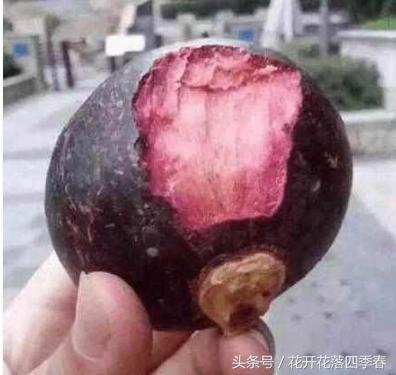 山竹种子怎么种植盆栽能长多高,山竹盆栽养殖方法和注意事项