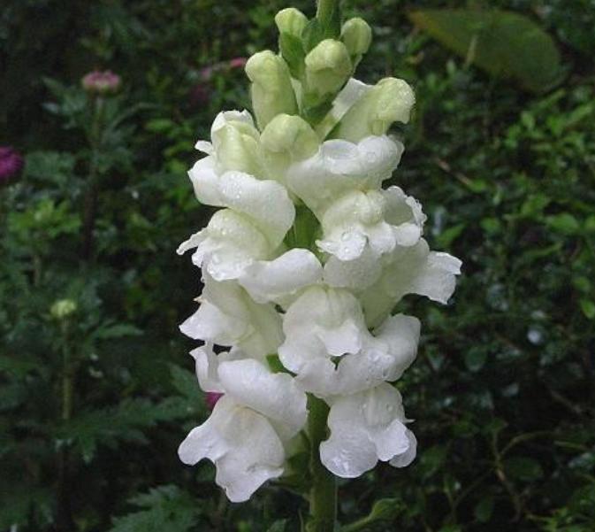 重瓣大花金鱼草的养殖方法,有关金鱼草的养殖方法和注意事项