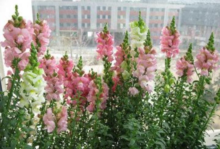 重瓣大花金鱼草的养殖方法,有关金鱼草的养殖方法和注意事项