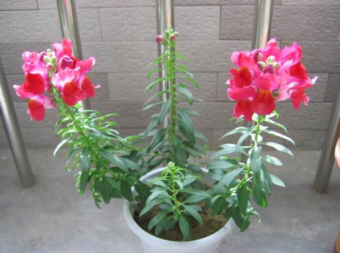 重瓣大花金鱼草的养殖方法,有关金鱼草的养殖方法和注意事项