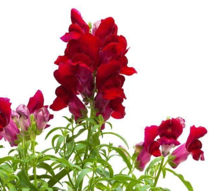 重瓣大花金鱼草的养殖方法,有关金鱼草的养殖方法和注意事项