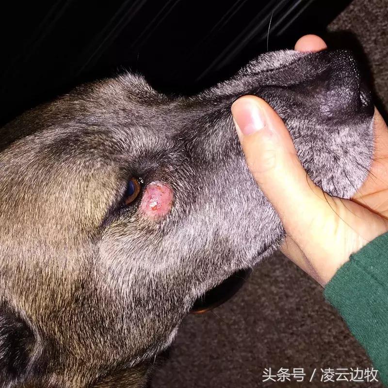 痒痒痒救救小主吧！狗狗出红疹怎么办？