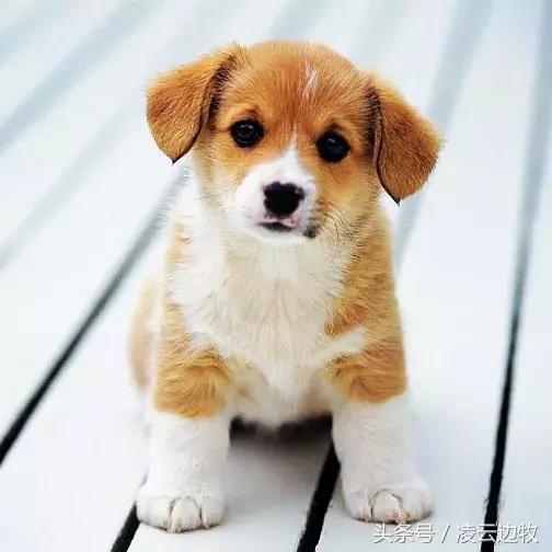 痒痒痒救救小主吧！狗狗出红疹怎么办？