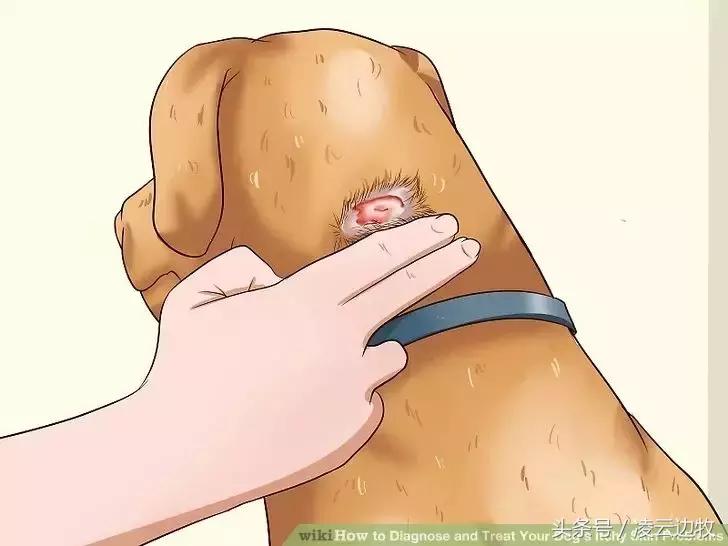 痒痒痒救救小主吧！狗狗出红疹怎么办？