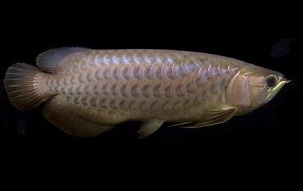 刚开始养热带鱼不久的朋友,这2种鱼建议不要碰,太难养了