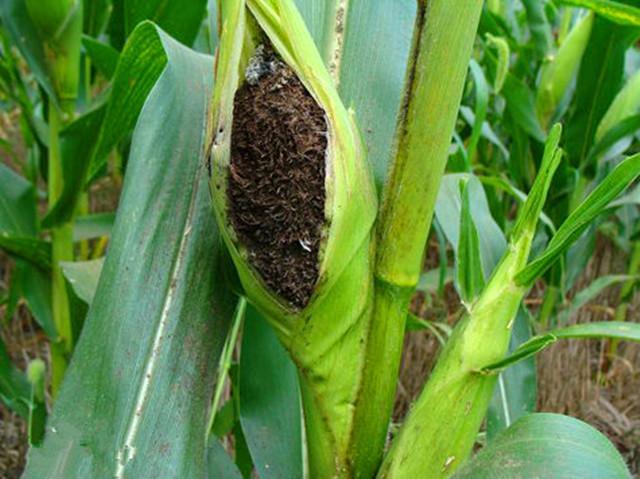 高粱地里的荞麦,高粱地里稻花香