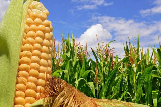 农村小型厂致富商机,农村商机加盟项目